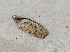 Agonopterix scopariella