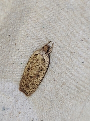Agonopterix scopariella