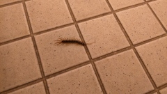 Lithobiomorpha