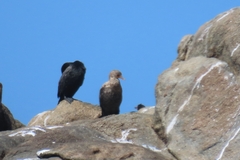 Microcarbo coronatus