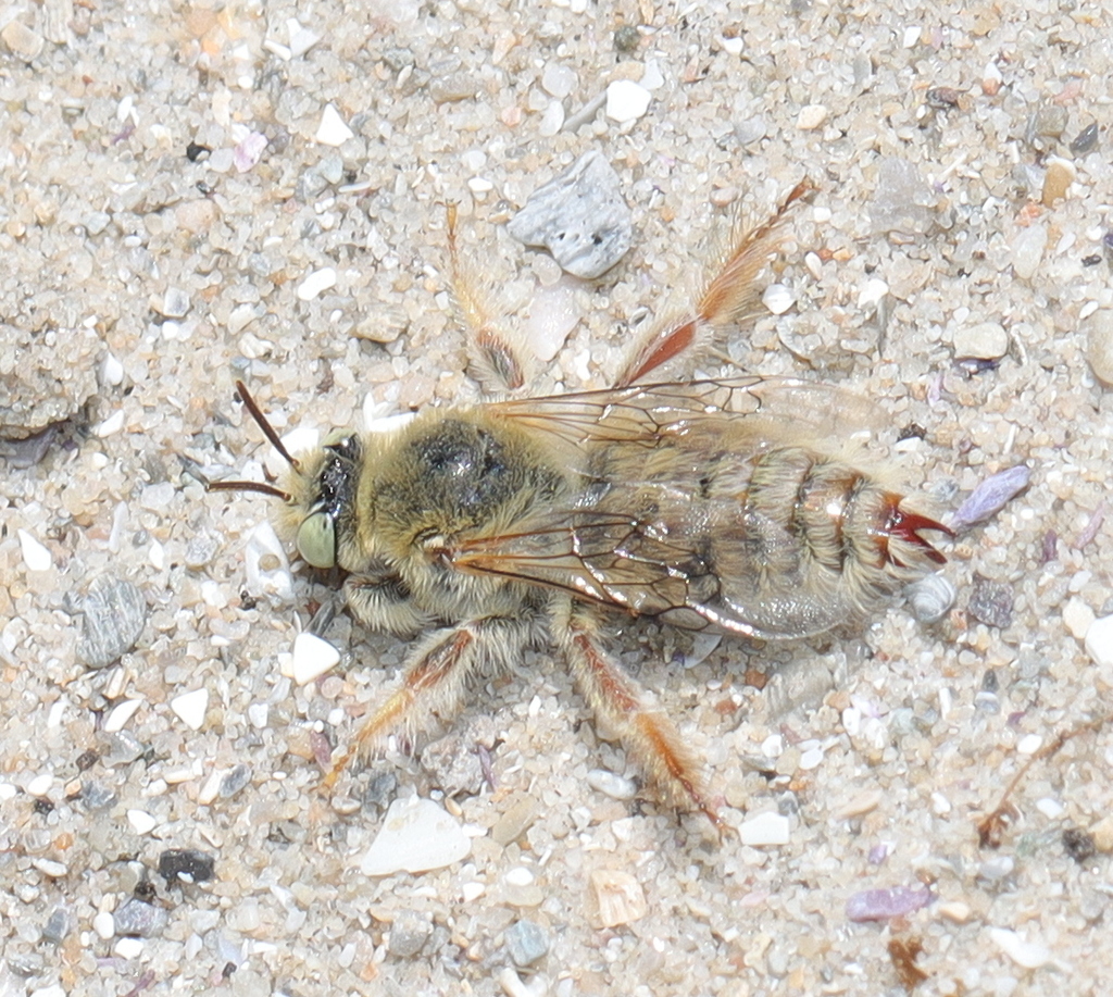 Fideliopsis