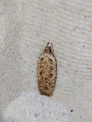 Agonopterix scopariella