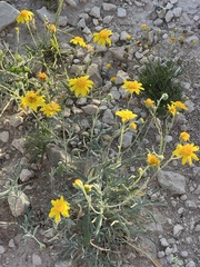 Baileya multiradiata