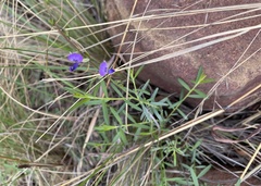 Polygala uncinata