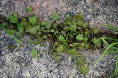 Cardamine corymbosa