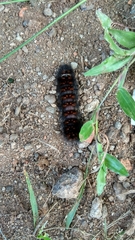 Lepidoptera