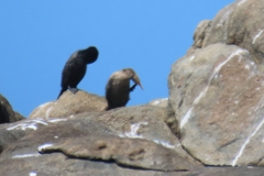 Microcarbo coronatus