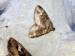 Catarhoe basochesiata