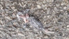 Ambystoma 'unisexual complex'