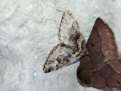 Catarhoe basochesiata