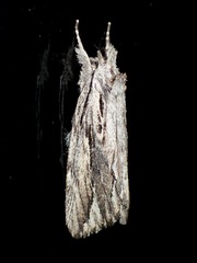 Ecnomodes sagittaria