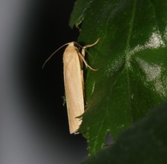 Danielithosia immaculata