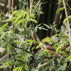 Prinia inornata