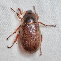 Melolonthinae