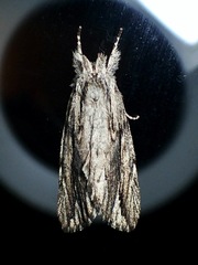 Ecnomodes sagittaria