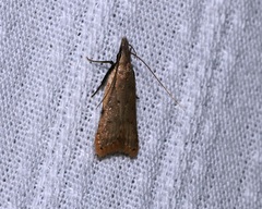 Dichomeris microsphena