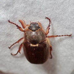Melolonthinae