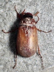 Melolonthinae