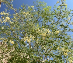 Moringa oleifera
