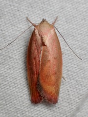 Ptyoptila matutinella