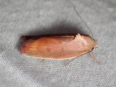 Ptyoptila matutinella