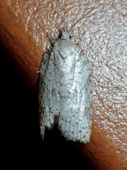 Isotenes miserana