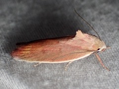 Ptyoptila matutinella