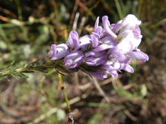 Aspalathus cephalotes violacea
