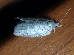 Isotenes miserana