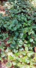 Plectranthus ciliatus
