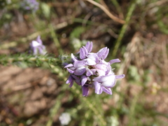 Aspalathus cephalotes violacea