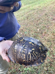 Terrapene carolina major