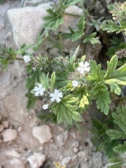 Glandularia quadrangulata