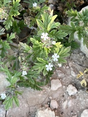 Glandularia quadrangulata