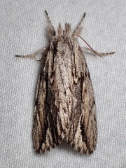 Ecnomodes sagittaria