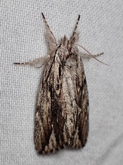 Ecnomodes sagittaria