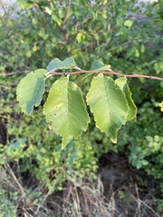 Ulmus minor