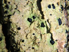 Bacidia schweinitzii