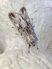 Lithophane leautieri