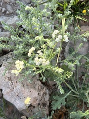 Parthenium confertum