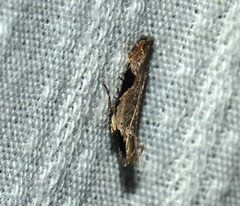 Hypatima verticosa