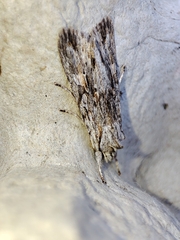 Lithophane leautieri