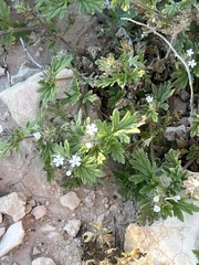 Glandularia quadrangulata