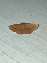 Striglina