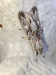 Lithophane leautieri