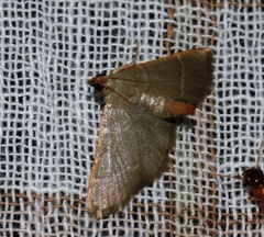 Hypsopygia nonusalis