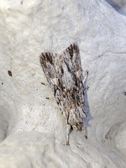 Lithophane leautieri