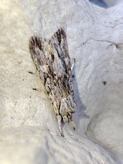 Lithophane leautieri