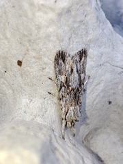 Lithophane leautieri
