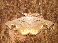 Lopharthrum comprimens